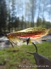 DUSTY_MILLER_SIDONTA_ERKKI_LUOMI_2008