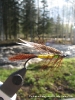 KALKKISTEN_VAALEA_SIDONTA_ERKKI_LUOMI_2008